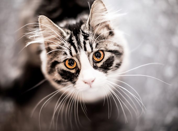 Wallpaper Kitty, kitten, cat, eyes, cute, gray, Animals 9384617687